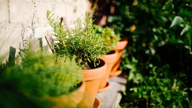20 Tanaman Herbal Berkhasiat untuk Kesehatan Menurut Penelitian