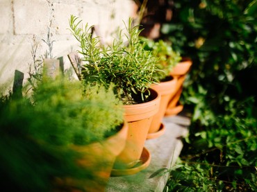 20 Tanaman Herbal Berkhasiat untuk Kesehatan Menurut Penelitian