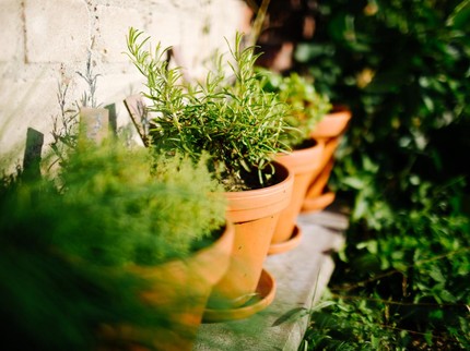 20 Tanaman Herbal Berkhasiat untuk Kesehatan Menurut Penelitian