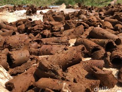 Kenalkan Ini Ampo Makanan dari Tanah yang Jadi Warisan Budaya di Bantul
