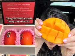 Wah! Rasa Mangga Jepang Seharga Rp 3,5 Juta Bikin Takjub
