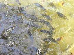 Ikan Dewa Kuningan, Peluang Ekonomi di Balik Mitos