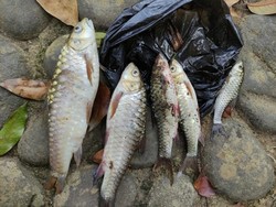 Misteri Ikan Udikan di Kampung Adat Naga Tasik Tiba-tiba Mati Massal