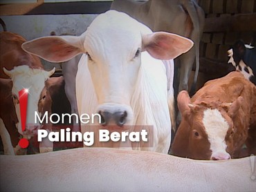 Tangisan Irfan Hakim saat Sapi Dikurbankan, Ngaku Ingat Sang Ayah