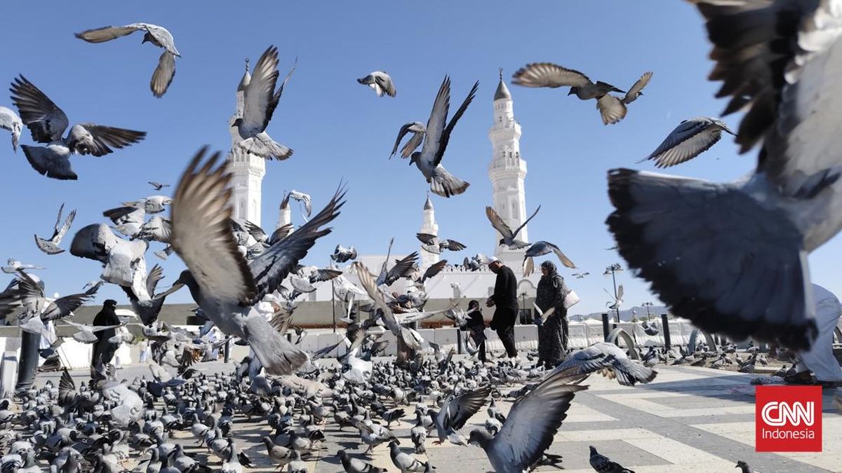 Merpati Terbang dan Damai di Masjid Quba Madinah
