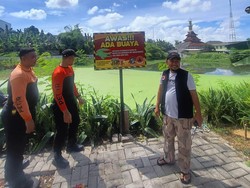 Heboh Buaya Muara Muncul di Waduk Manukan Surabaya