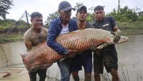 FOTO: Penampakan Ikan Arapaima, Raksasa Penguasa Air Tawar