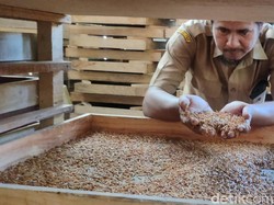 Manis Pahit Bisnis Jangkrik dan Ulat Sang Guru Kodir di Cianjur