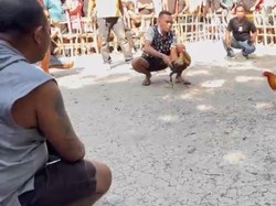 Kanit Reskrim Polsek di NTT Diduga Ikut Judi Sabung Ayam