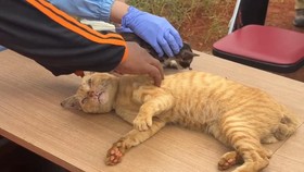 VIDEO: Cegah Populasi, Pramono Akan Gencarkan Sterilisasi Kucing Liar