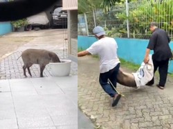 Heboh Babi Hutan Berkeliaran di Jalanan Jaksel, Sempat Ditabrak Fortuner