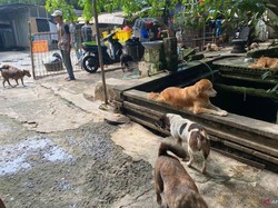 Pihak Shelter Akan Kebiri Babi Hutan yang Keliaran Hebohkan Warga Jaksel