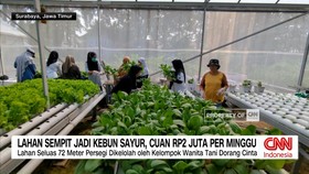 VIDEO: Lahan Sempit Disulap Jadi Kebun Sayur, Cuan Rp2 Juta per Minggu