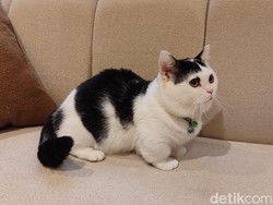 Main Sama Sapi, Kucing Gemoy, di Cat Lounge SCBD
