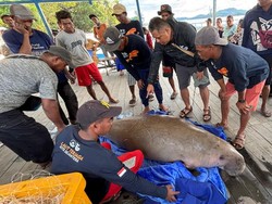 KKP Atensi Kasus 2 Dugong Terdampar di Kalbar
