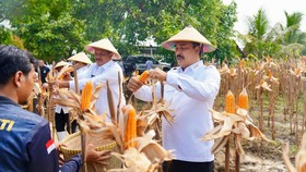 Menteri Imipas Panen Jagung dan Tinjau Peternakan di Lapas Kendal