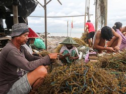 Ekspor Rumput Laut RI Tembus Rp 4,9 T