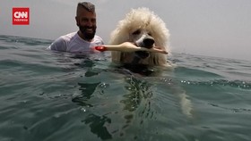 VIDEO: Gemasnya Anjing Pudel Penjaga Pantai Spanyol