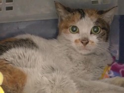 Kucing Jadi Petualang dari China ke AS, Berakhir Menyedihkan