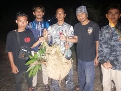 2 Sarang Tawon Vespa di Klaten Dievakuasi Usai Serang Pak RT dan Warga