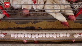 VIDEO: Brasil Deklarasikan Bebas Wabah Flu Burung