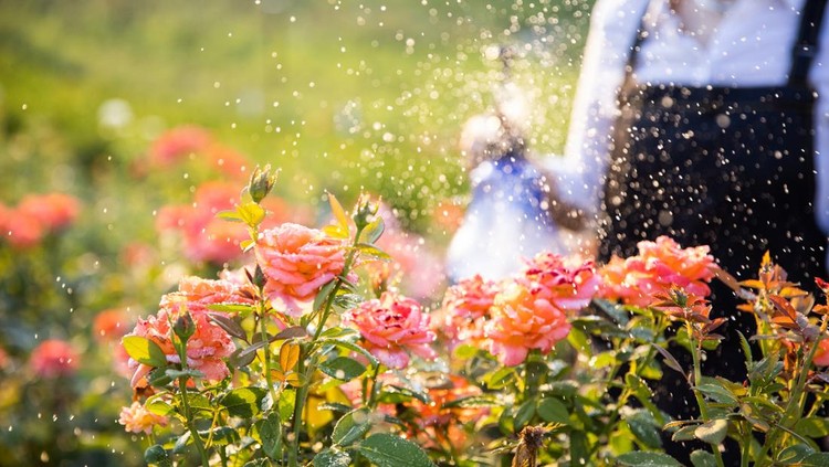 Watering garden flowers with sprinkler