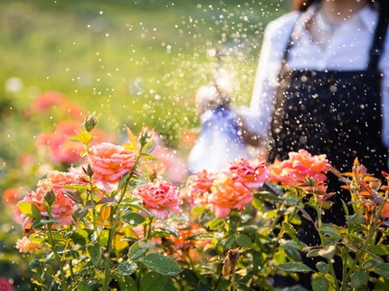 10 Tanaman Bunga dengan Aroma Paling Harum, Bikin Halaman Rumah Wangi Semerbak