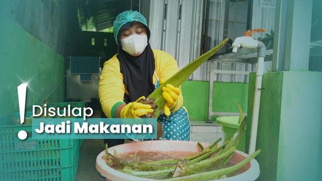 Kulineran dari Kebun Lidah Buaya Purbalingga, Rasanya Bikin Kaget!