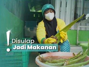 img-title Kulineran dari Kebun Lidah Buaya Purbalingga, Rasanya Bikin Kaget!