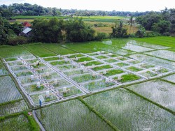 Pertama di RI, Banyuwangi Kembangkan Beras Biofortifikasi Sunwangi