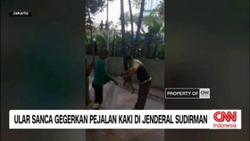 VIDEO: Ular Sanca Gegerkan Pejalan Kaki di Jalan Jenderal Sudirman