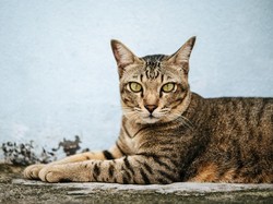 Catat! Ini Daftar Obat Herbal yang Perlu Disiapkan Pemilik Anabul di Rumah