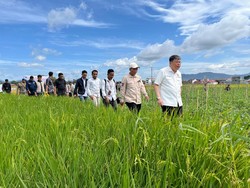 Komisi IV DPR Dorong Sawah Pokok Murah di Sumbar Jadi Program Nasional