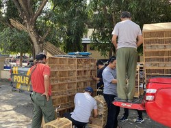 Bos Penjual Burung Langka di Wedi Klaten Ditangkap