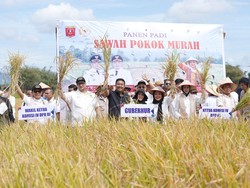 Titiek Soeharto Puji Inovasi Petani Agam Berhasil Budidaya Padi Metode SPM