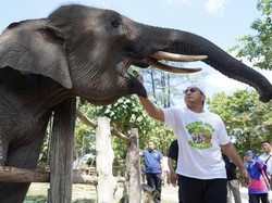 Kapolda Riau Adopsi Gajah TNTN Domang-Tari, Usulkan Jadi Warga Kehormatan