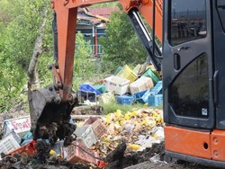 25,9 Ton Mangga Impor Ilegal dari Malaysia Dimusnahkan!