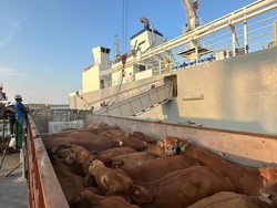 Bongkar Muat Hewan di Pelabuhan Capai 216.592 Ekor