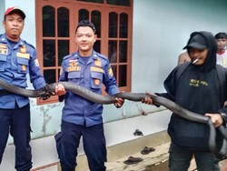 Sederet Kejadian Konflik Si Raja Ular dengan Manusia di Ciamis