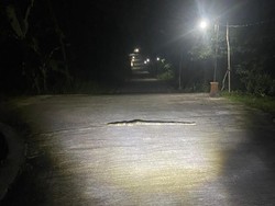 Malam-malam Warga Pergoki Ular Piton 3 Meter Nyeberang Jalan di Boyolali