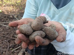 Harga Melejit, Bibit Porang di Madiun Kembali Diburu Petani