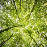 Demi Selamatkan Hutan, Masyarakat Adat Namblong di Papua Dirikan Perusahaan Perseroan Terbatas