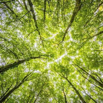 Demi Selamatkan Hutan, Masyarakat Adat Namblong di Papua Dirikan Perusahaan Perseroan Terbatas