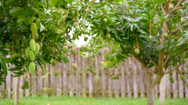 Mango on the tree