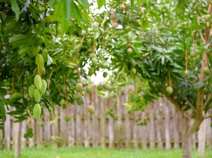 Pohon Mangga Ternyata Merusak Fondasi Rumah, Ini Daftar Tanaman Perusak Bangunan