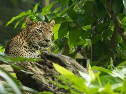 Macan Tutul Australia Didatangkan ke Singapura, Siap Cari Pasangan