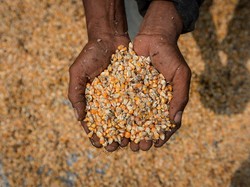 52.400 Ton Jagung SPHP Bakal Digelontorkan buat Peternak