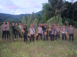 Polisi Temukan 6 Hektare Ladang Ganja di Madina, Pemilik Diburu
