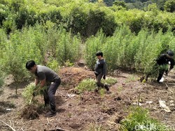 25 Hektare Lahan Ganja di Aceh Dibakar Polisi, Pemiliknya Masih Diburu