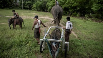 FOTO: Kisah Pilu Gajah Berkursi Roda di Myanmar